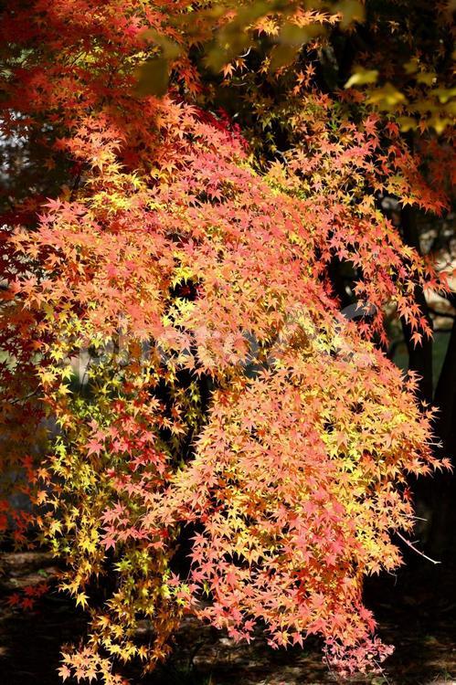 グラデーションが美しいモミジ 紅葉,モミジ,もみじの写真素材