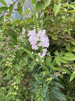 白い花 白い花の写真