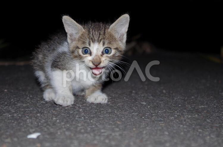 威嚇する猫 威嚇,猫,ネコの写真素材