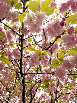 花 花の写真
