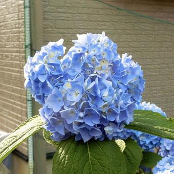 紫陽花の写真