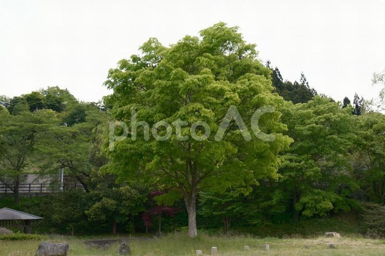 花山ダム　湖畔の形の良い木の風景 花山ダム,花山湖,春の写真素材