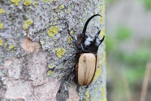 ゴホンヅノカブト ゴホンヅノカブト,カブトムシ,甲虫の写真素材