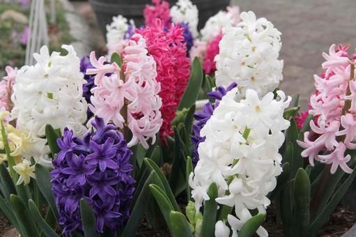 ヒヤシンス・ヒアシンス　咲く風景 ヒヤシンス,球根植物,壁紙の写真素材