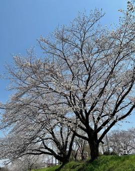 桜と空3 桜と空3の写真