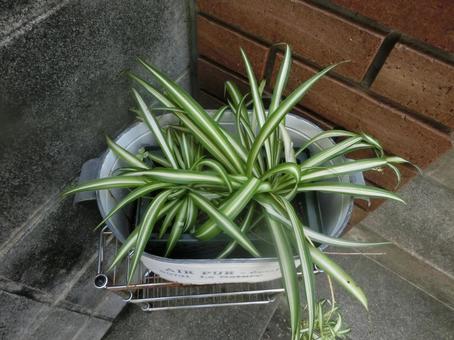 夏の植物 夏の植物の写真