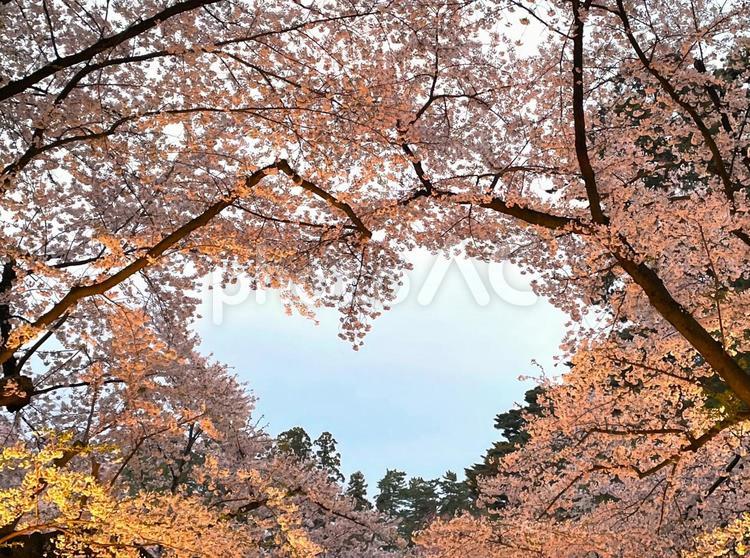 弘前城さくらまつり桜のハート 弘前城さくらまつり桜のハート,ハート,弘前城の写真素材