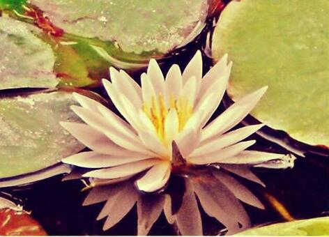 睡蓮 睡蓮,スイレン,花の写真素材