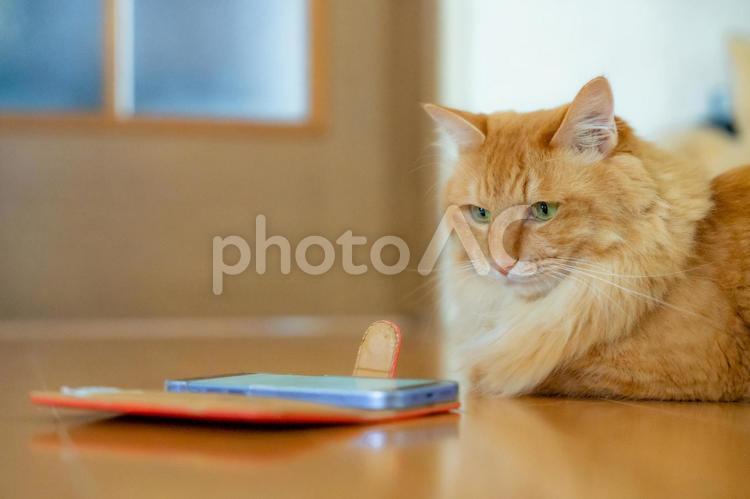 スマホをみつめる猫 猫,ネコ,スマホの写真素材