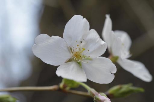 Photo, spring, cherry blossoms, up, 