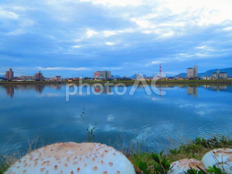 ７月上旬の野田池のオオシロカラカサタケ 背景,オオシロカラカサタケ,キノコの写真素材
