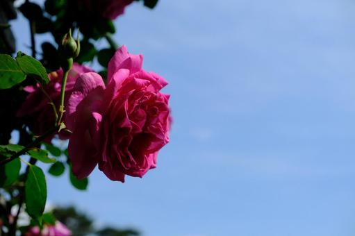 薔薇と青空 薔薇と青空の写真