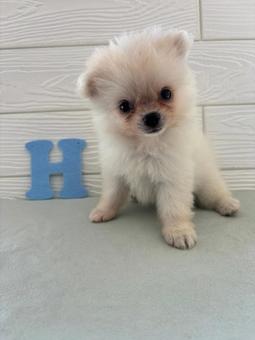 きょうのわんこの写真