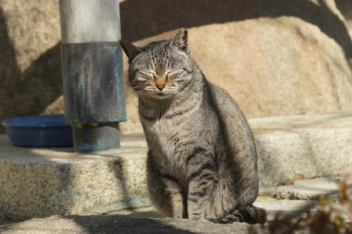ねこ ねこ のらねこ,にゃんこ,可愛いの写真素材