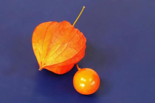ホオズキの実 ホオズキの実 植物,ほおずき,鬼灯の写真素材