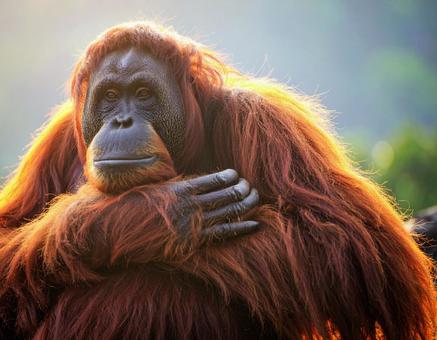 物思いにふけるオランウータン 物思いにふけるオランウータンの写真