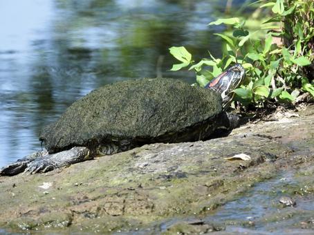 川辺で甲羅干しをするカメ 川辺で甲羅干しをするカメの写真