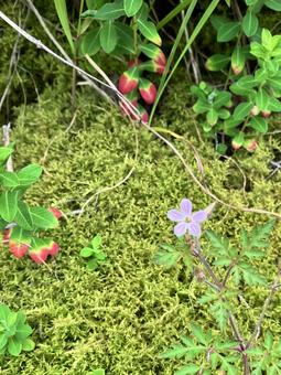 ヒメフウロ２ ヒメフウロ,姫風露,シオヤキソウの写真素材