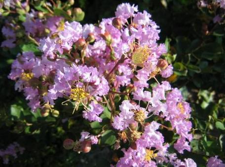 Crape myrtle flowers that look like hearts, JPG Crape myrtle flowers that look like hearts, JPG