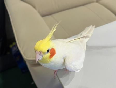 オカメインコ ワキワキポーズ オカメインコ ワキワキポーズ オカメインコ,ワキワキ,ポーズの写真素材