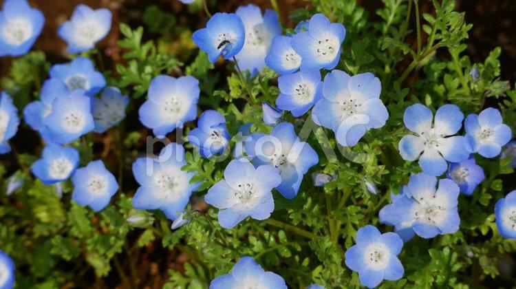 幻想の世界の中にいるようなネモフィラの花 ネモフィラ,ブルー,空色の写真素材