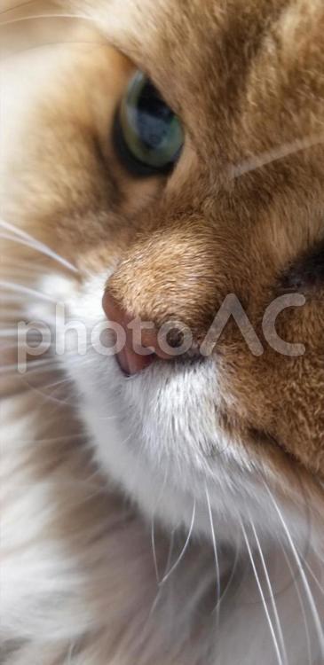 ペルシャ猫の鼻のクローズアップ 哺乳動物,目,ペットの写真素材