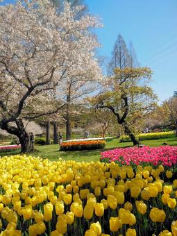 チューリップと桜 チューリップと桜 チューリップ,桜,花の写真素材