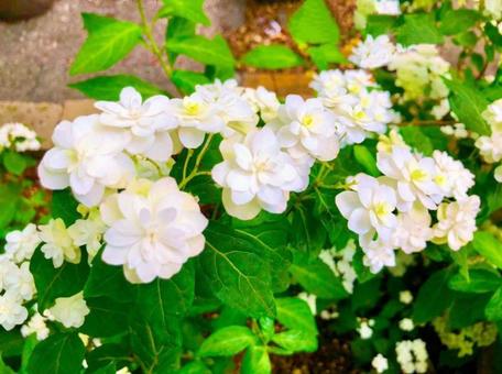 白い花 白い花の写真