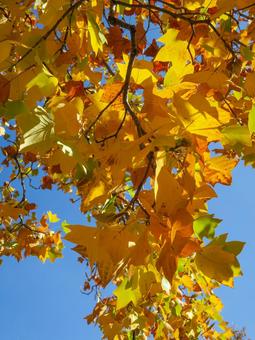 ユリノキ_紅葉 ユリノキ,紅葉,黄葉の写真素材