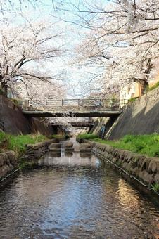 志井川の桜並木 志井川の桜並木 志井川,桜並木,さくらの写真素材