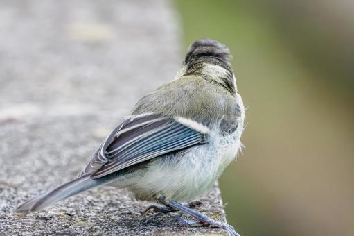 シジュウカラの若鳥(20) シジュウカラの若鳥(20)の写真