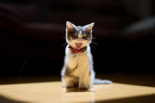 光に当たる子猫 子猫,ねこ,ネコの写真素材