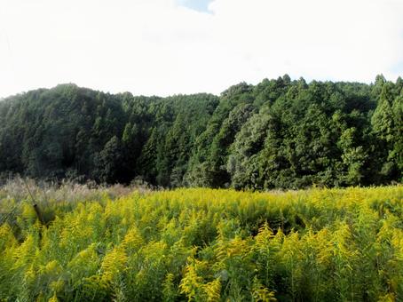 セイタカアワダチソウの写真