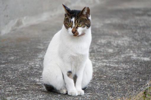 街中で見かけた野良猫3 ネコ,可愛い,かわいいの写真素材
