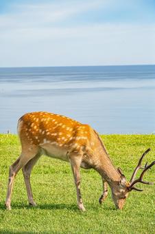 北海道 宗谷丘陵の風景 北海道 宗谷丘陵の風景の写真