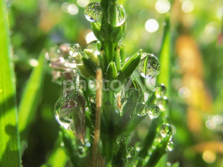 水滴とスギナと朝日Water drops 水滴,すいてき,waterの写真素材
