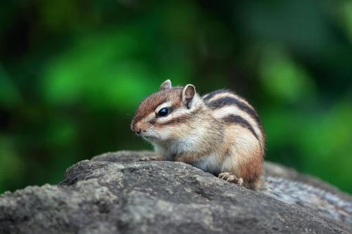 岩の上でたたずむシマリス 岩の上でたたずむシマリスの写真