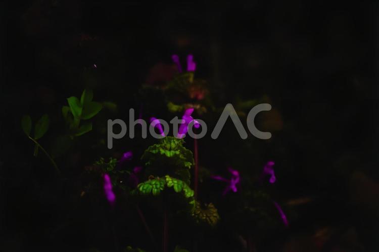 ★＜五島の風景＞早朝のホトケノザの花 風景,花,植物の写真素材