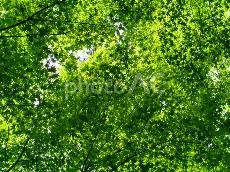 初夏の新緑のイメージ 初夏,緑,木々の写真素材