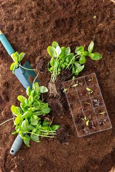 土の上に置かれたたくさんの苗 苗,芽,野菜の写真素材