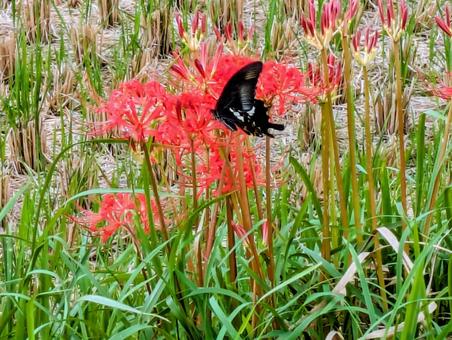 彼岸花と黒い蝶 風景,花と蝶,彼岸花の写真素材