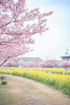 河津桜と菜の花 縦画像 河津桜と菜の花 縦画像の写真