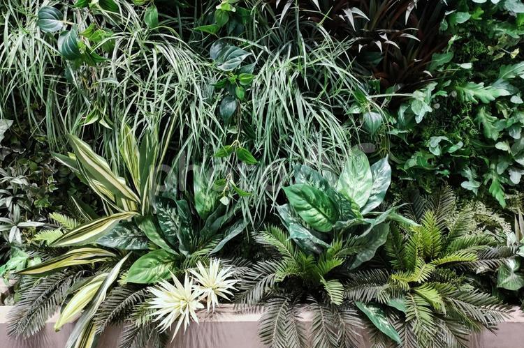 観葉植物のイメージ 観葉植物,植物,背景の写真素材