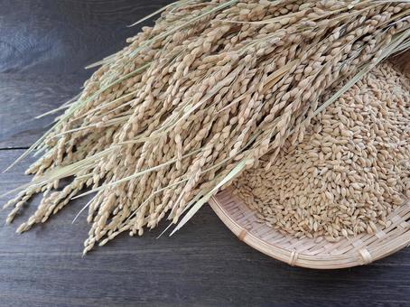 稲穂と籾_焦茶木目バック_6 稲穂と籾_焦茶木目バック_6の写真