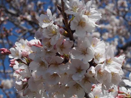 桜のアップ 桜のアップの写真