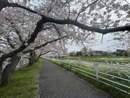 桜の季節 桜の季節の写真