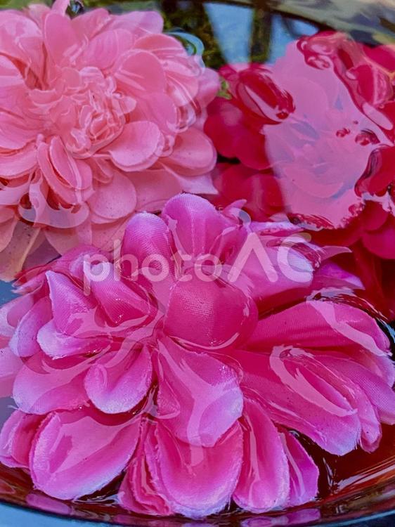 花 ピンク色,花,花畑の写真素材