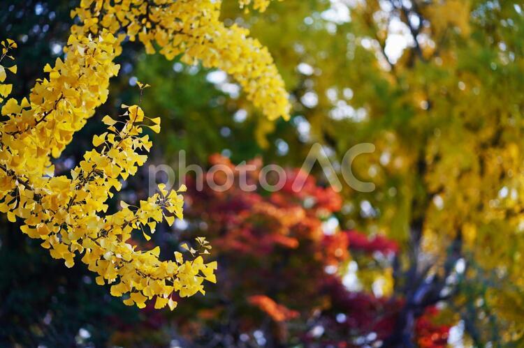 木の葉の風景　２　秋 木の葉,葉,紅葉の写真素材
