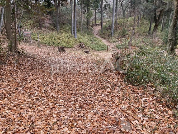 枯れ葉の道　冬の六甲山系遊歩道 枯れ葉,遊歩道,秋冬の写真素材