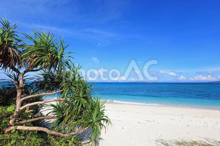 沖縄の青い海と亜熱帯植物 沖縄,海,ビーチの写真素材